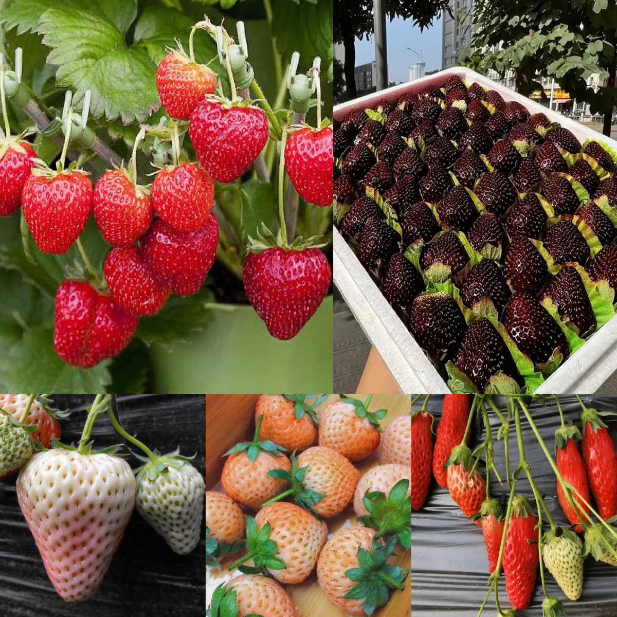 💥50% OFF🍓Climbing Strawberry Tree Mix Seeds✨