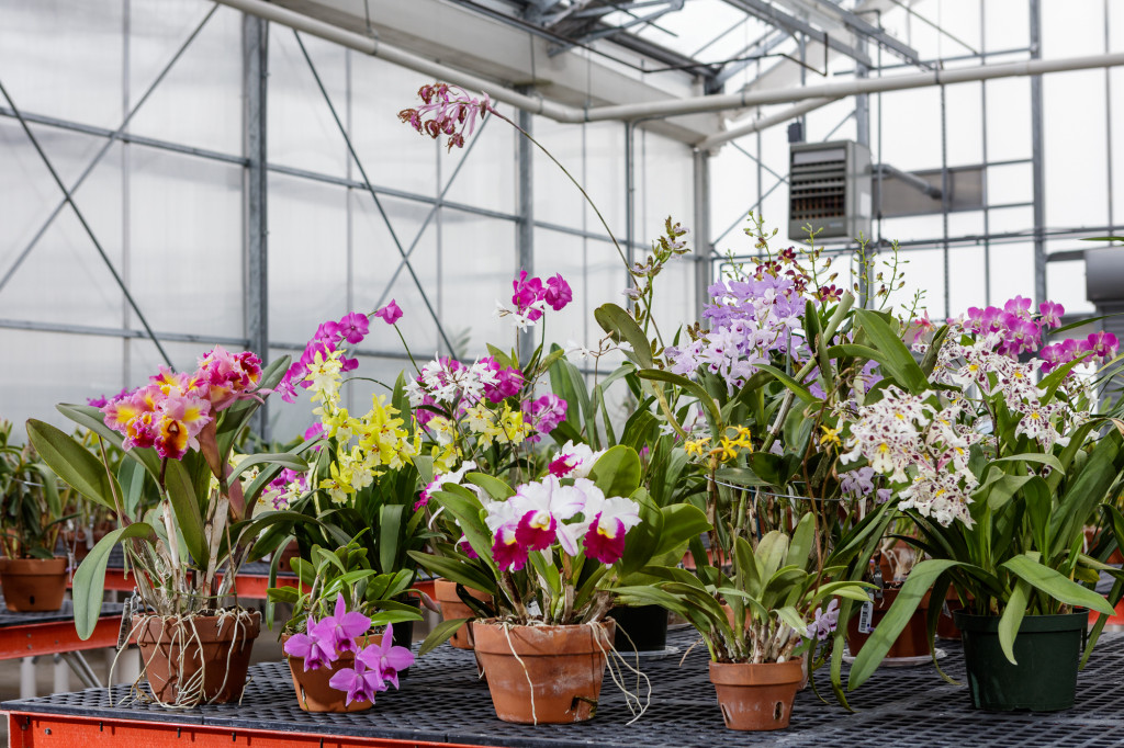 Orchid Care Sheets - Smithsonian Gardens