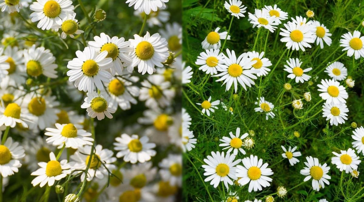 How to Plant, Grow, and Care For Chamomile