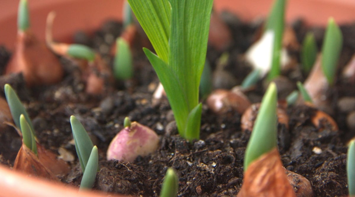 How to Plant, Grow, and Care for Freesia Flowers - Epic Gardening