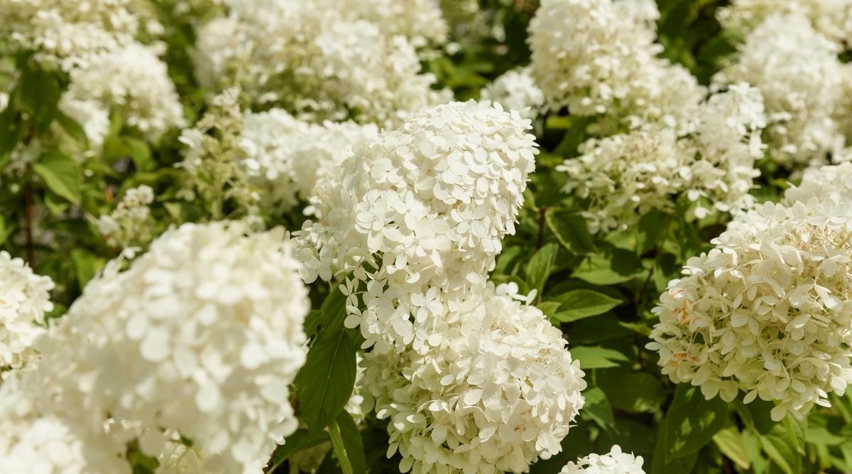 How to Plant, Grow, and Care For Panicle Hydrangeas