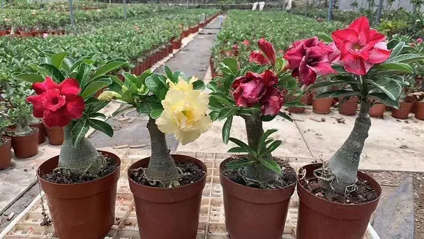 How To Propagate Desert Rose - RayaGarden