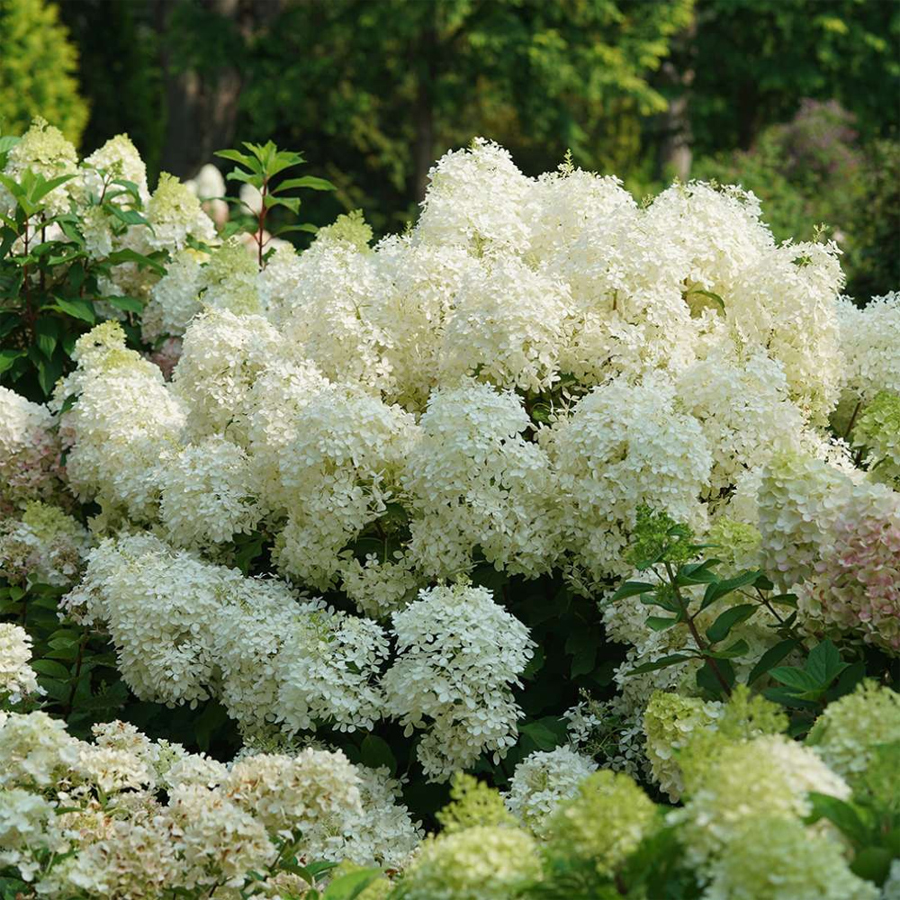 Puffer Fish Panicle Hydrangea Seeds