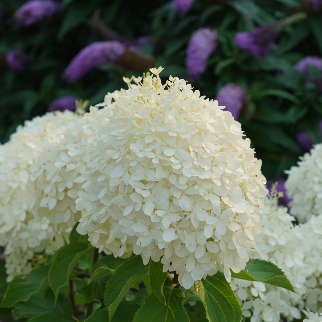 Puffer Fish Panicle Hydrangea Seeds