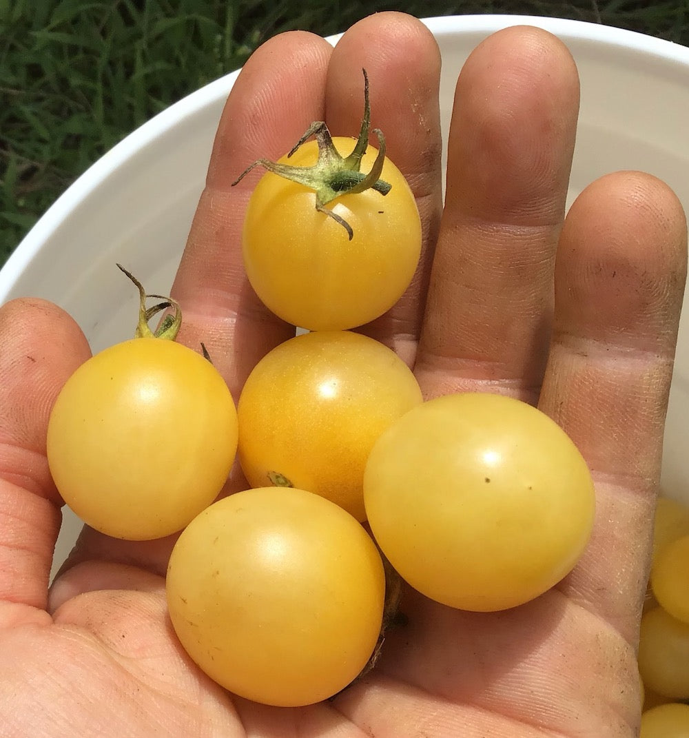 White Cherry Tomato – North Circle Seeds