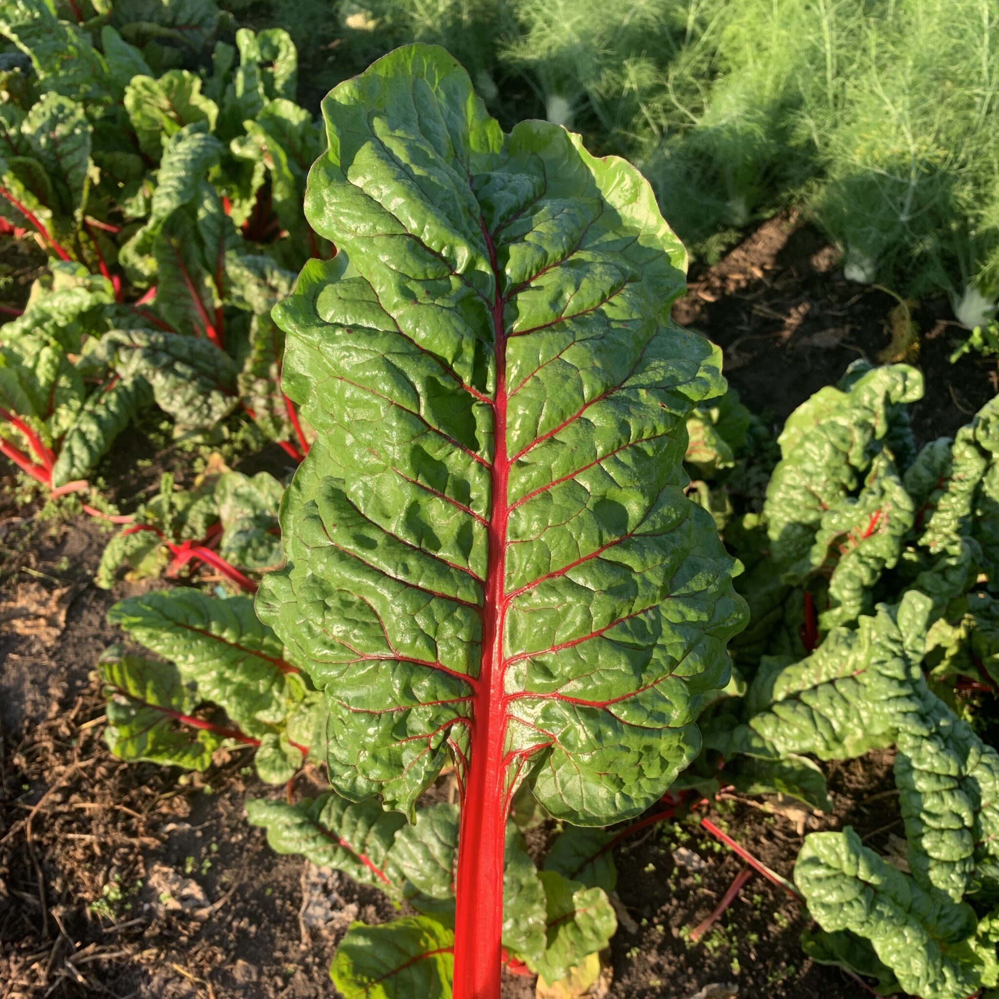 Rhubarb Supreme Organic Swiss Chard Seeds