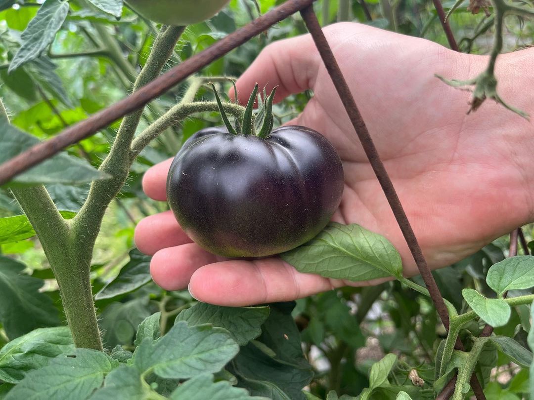 Black Beauty Heirloom Tomato Premium Seeds packet – EuphoricGreens