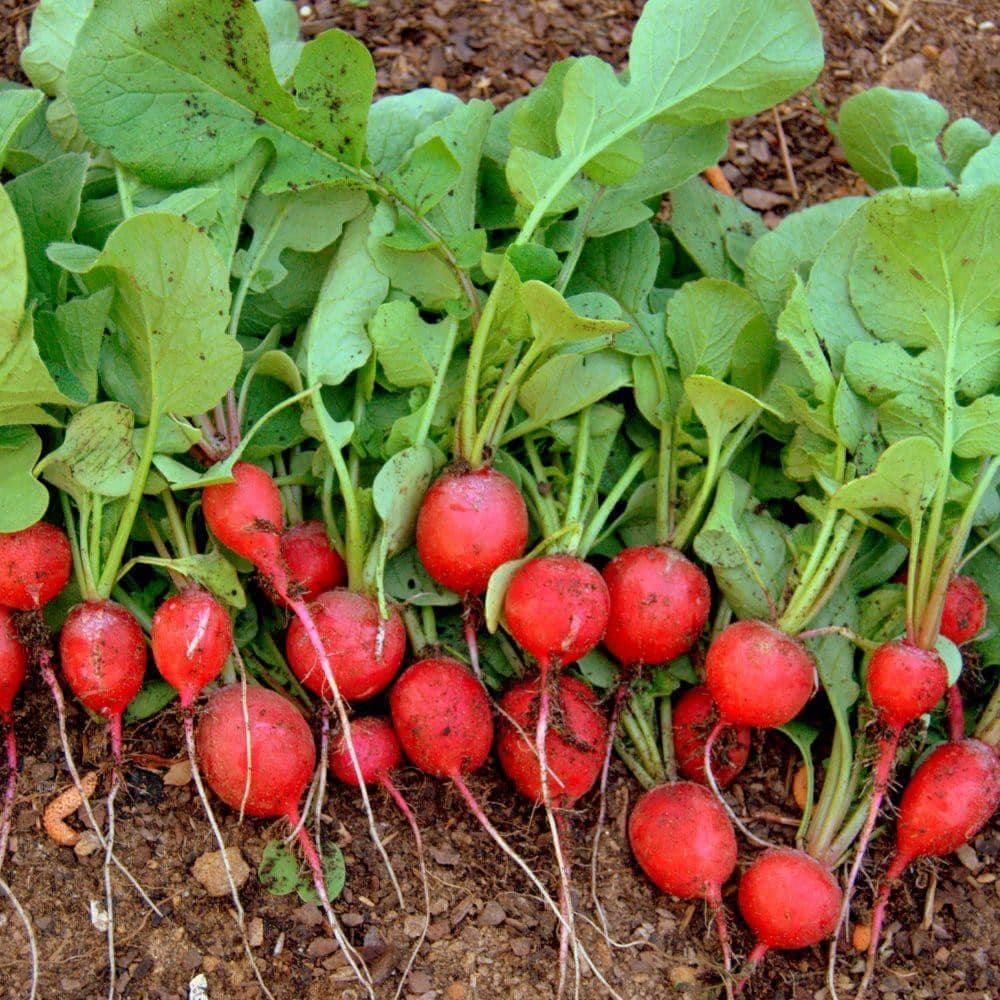 Radish 'Cherry Belle' Seeds