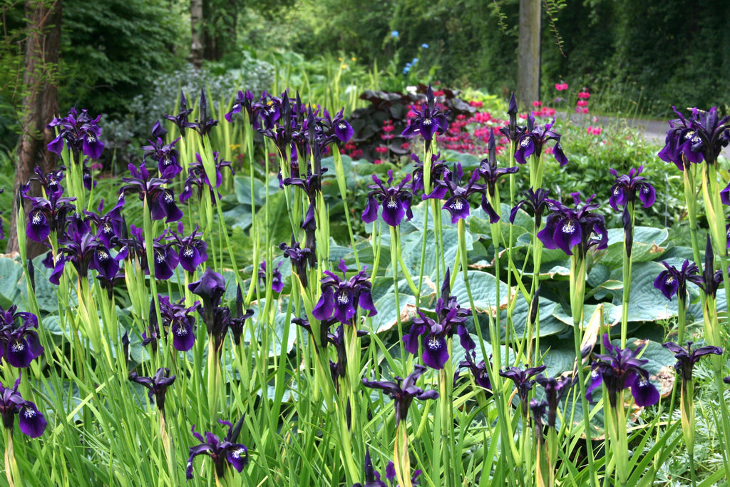 Iris chrysographes 'Ellenbank Nightshade' &ndash; Ballyrobert Gardens