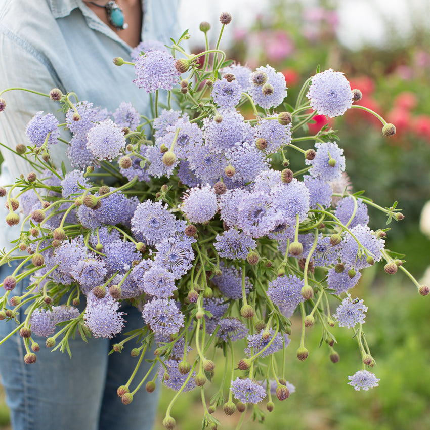 Lace Flower Lacy Blue, 42% OFF | flamesmedia.ca
