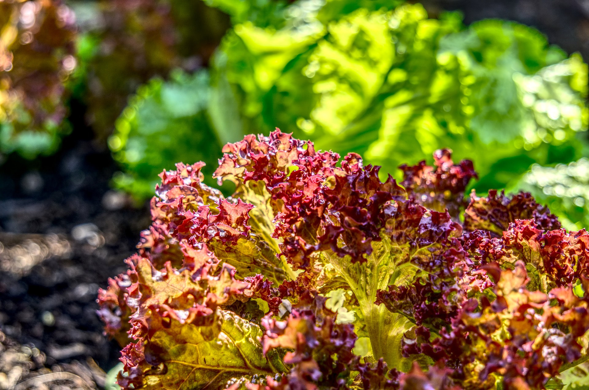 Lettuce - Lollo Rossa - Italian - www.greenvegetableseeds.com