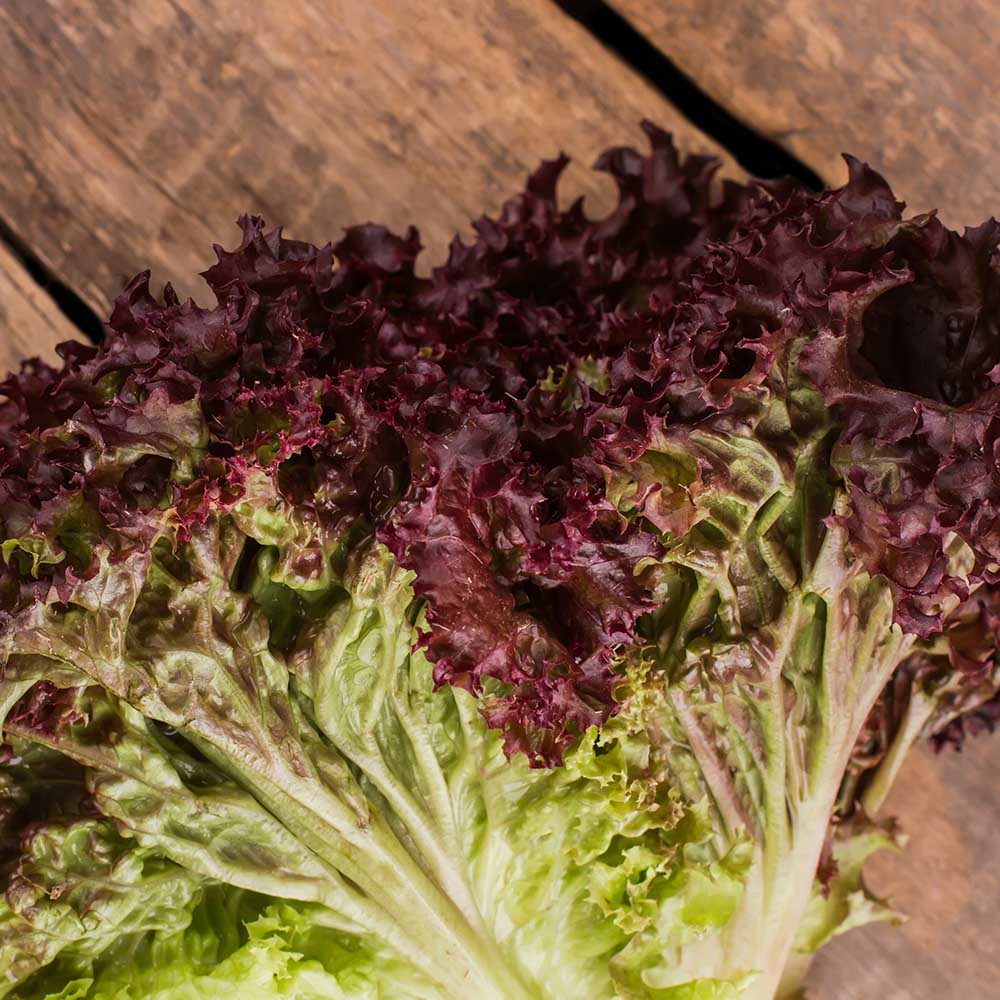Darkness Looseleaf Lettuce Seeds