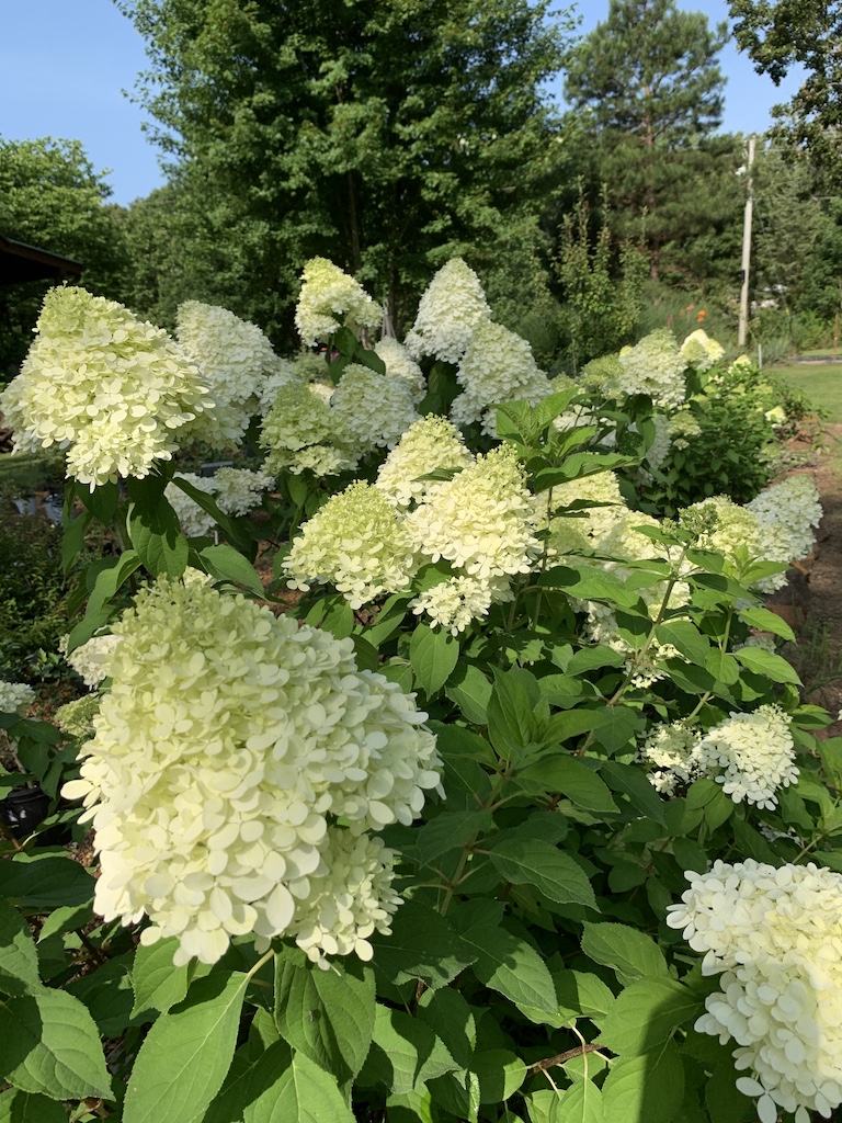 Hydrangea Limelight | Becky's Flower Farm &ndash; NW Arkansas