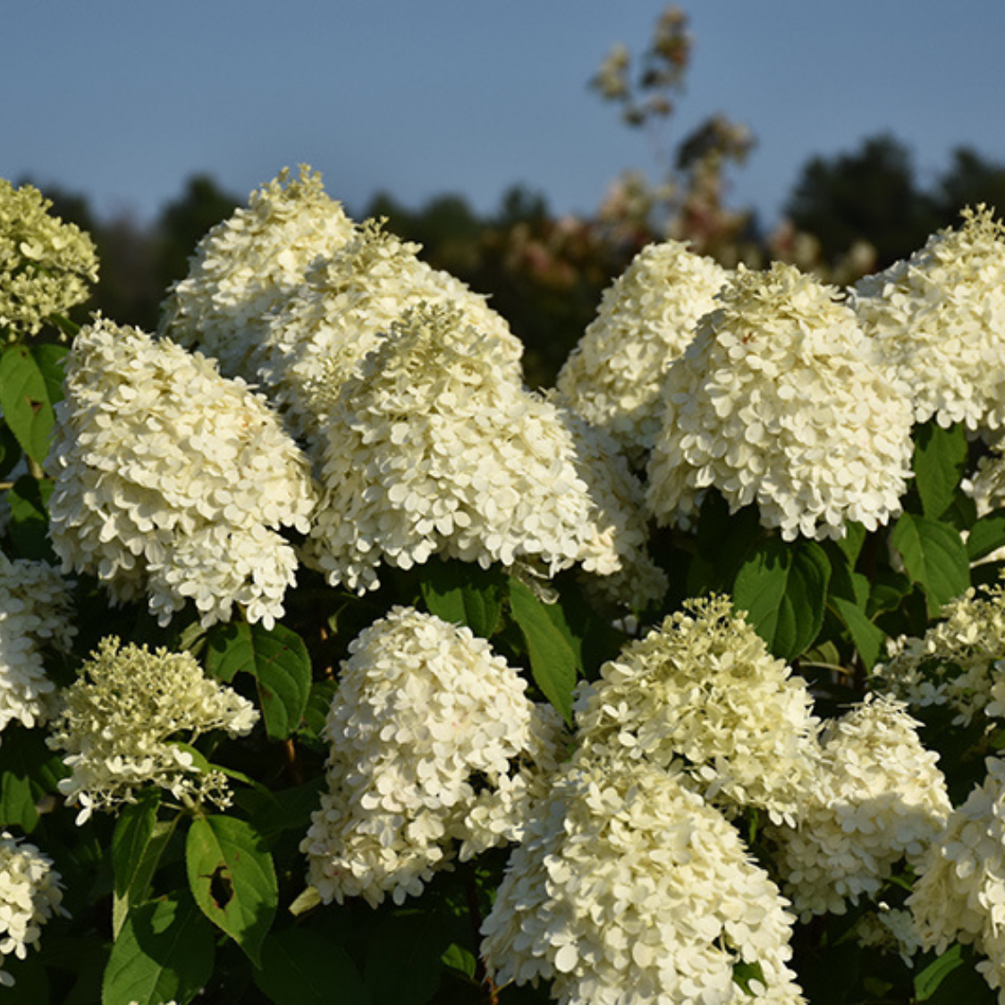 'Limelight' Panicle Hydrangea Seeds