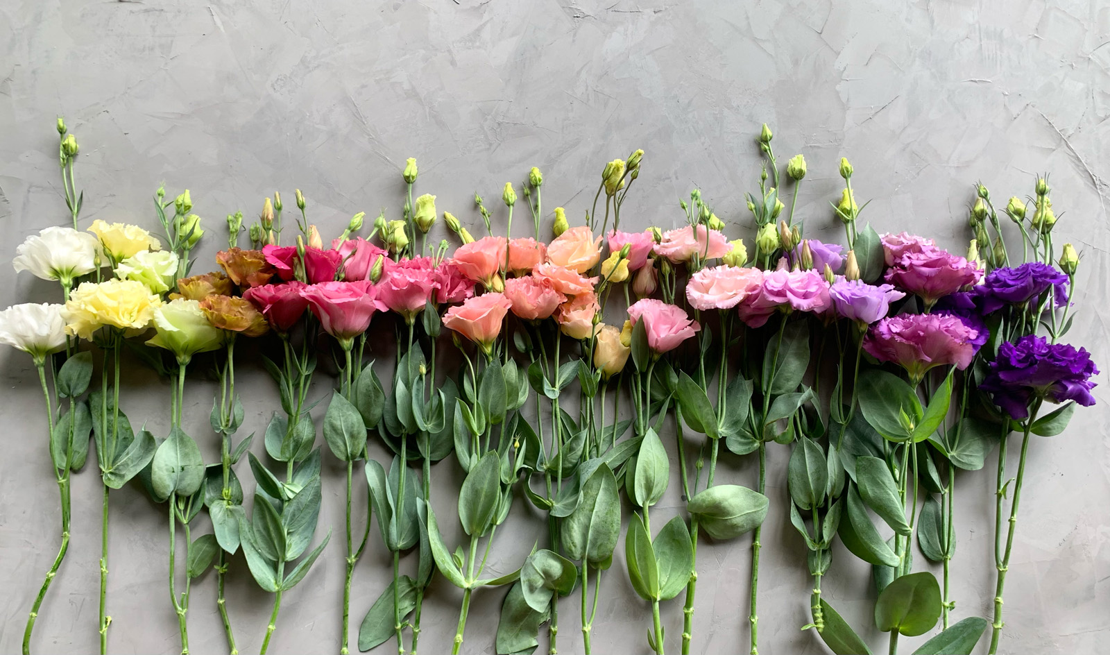 Lisianthus - Bundle