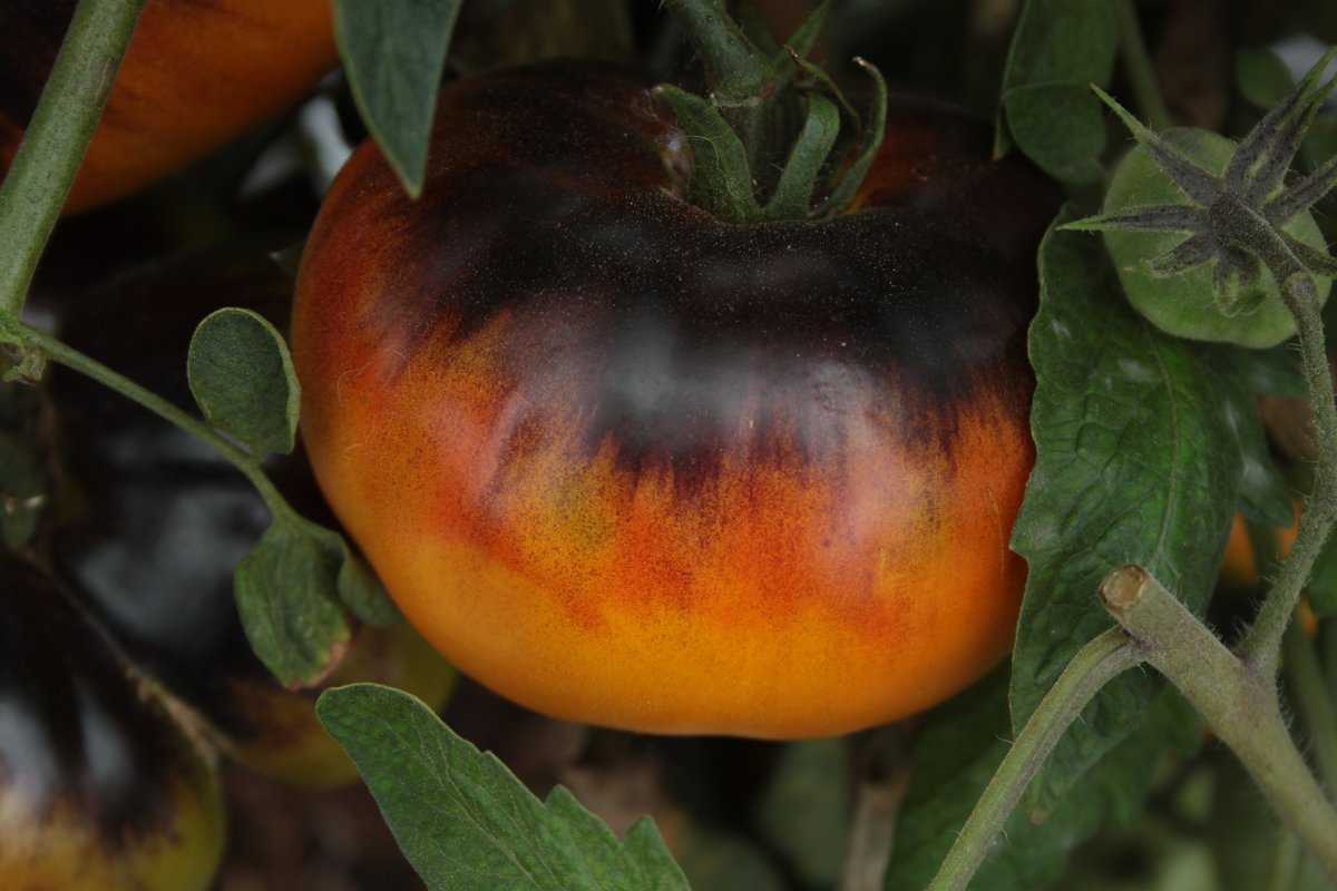 Tomate, Heirloom-Tomate 'Lucid Gem': Lubera.de