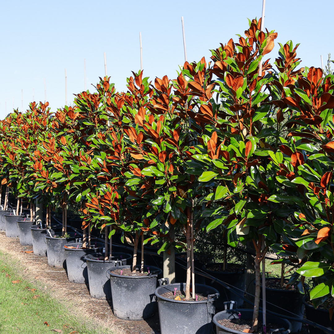 Magnolia grandiflora 'Coolwyn Gloss' - Evergreen Trees Direct