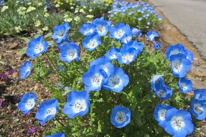 Немофила Менциса: фото сортов, выращивание из семян