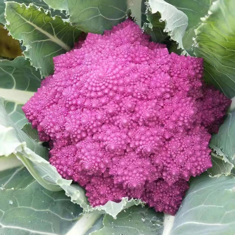 Romanesco Broccoli Seeds