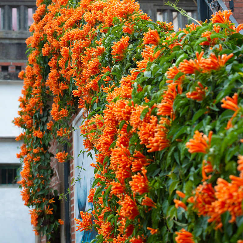 美國凌霄花- Top 100件美國凌霄花- 2024年2月更新- Taobao