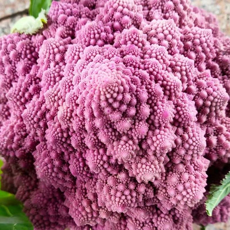 Romanesco Broccoli Seeds