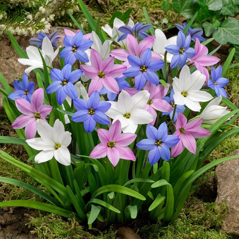 風雨蘭花- Top 100件風雨蘭花- 2023年12月更新- Taobao