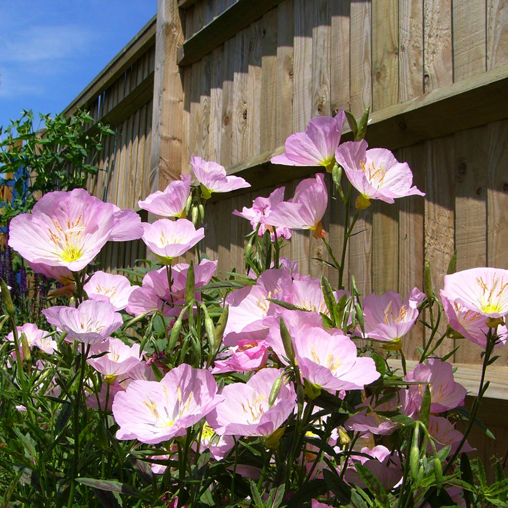Oenothera - Twilight Evening Primrose - Sugar Creek Gardens