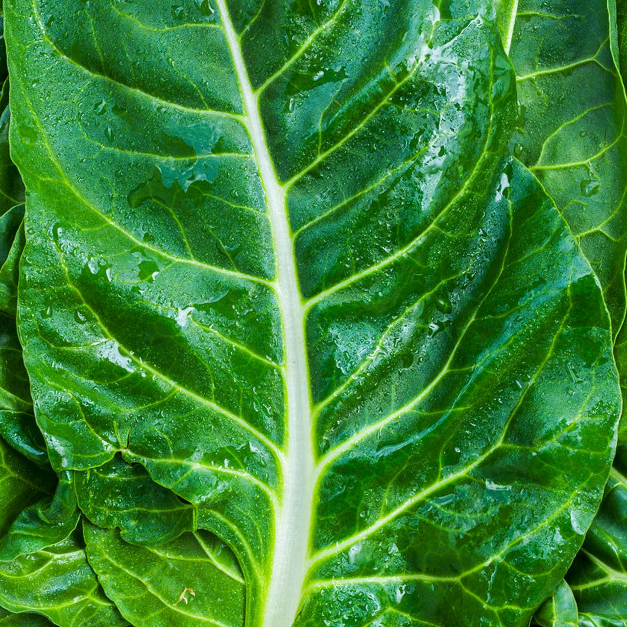 Fordhook Giant Organic Swiss Chard Seeds