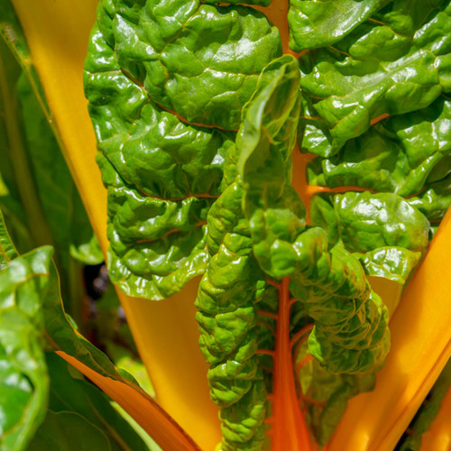 Heart of Gold Organic Swiss Chard Seeds