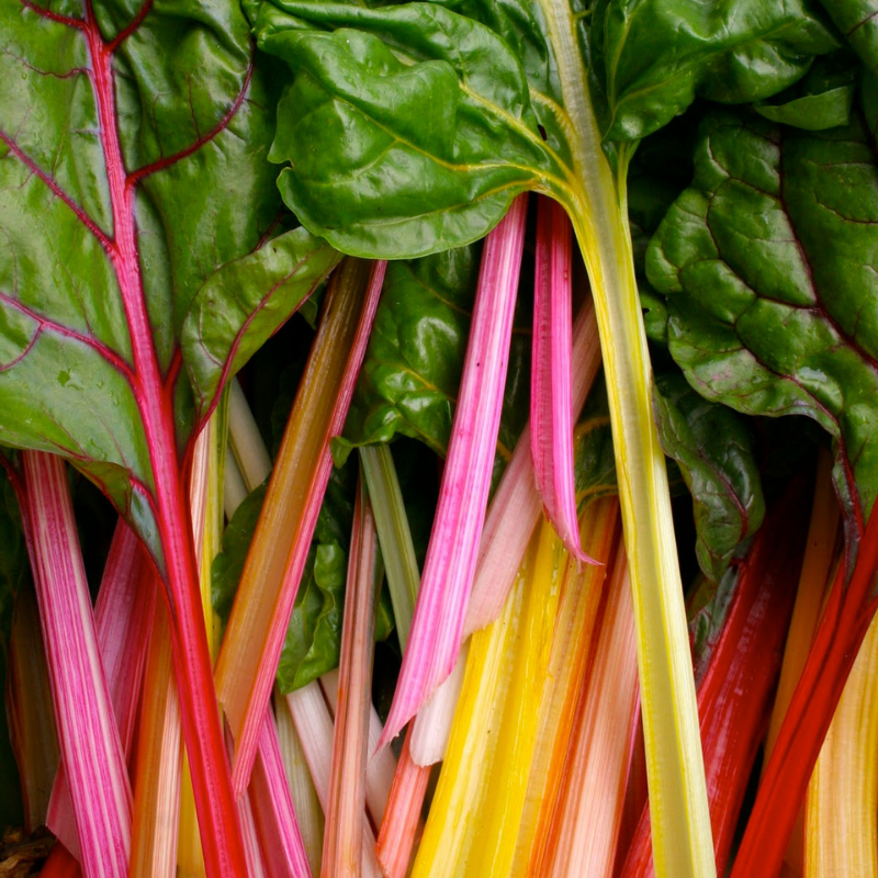 Rainbow Mix Swiss Chard Seeds