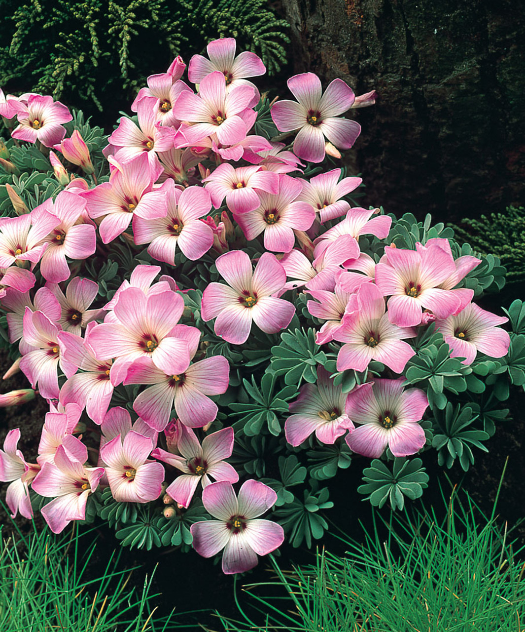 Oxalis Adenophylla - J Parker Dutch Bulbs