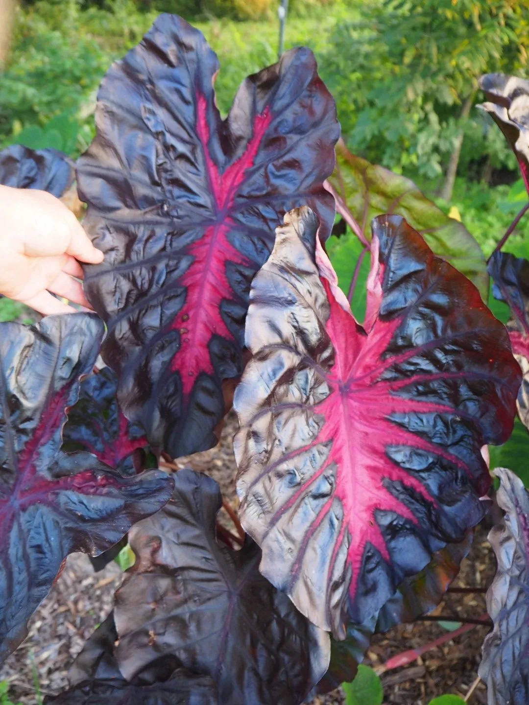 Colocasia Redemption PPAF! &ndash; Brian's Botanicals