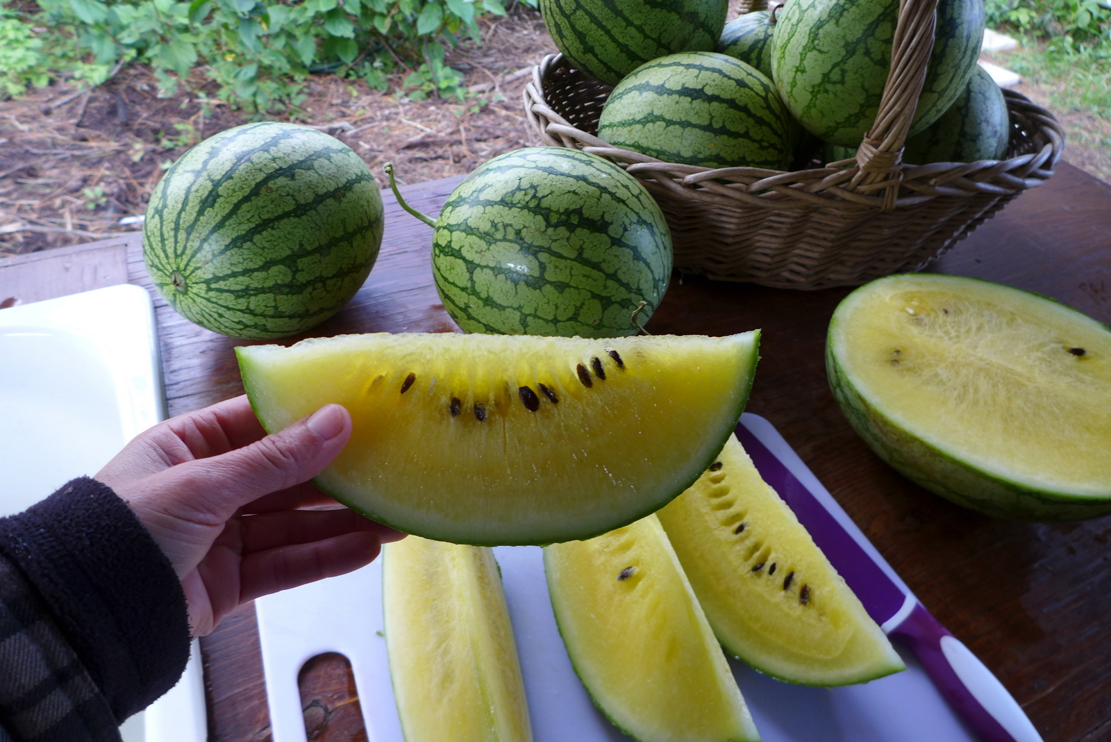 Seeds Petite Yellow Watermelon - Le potager ornemental de Catherine