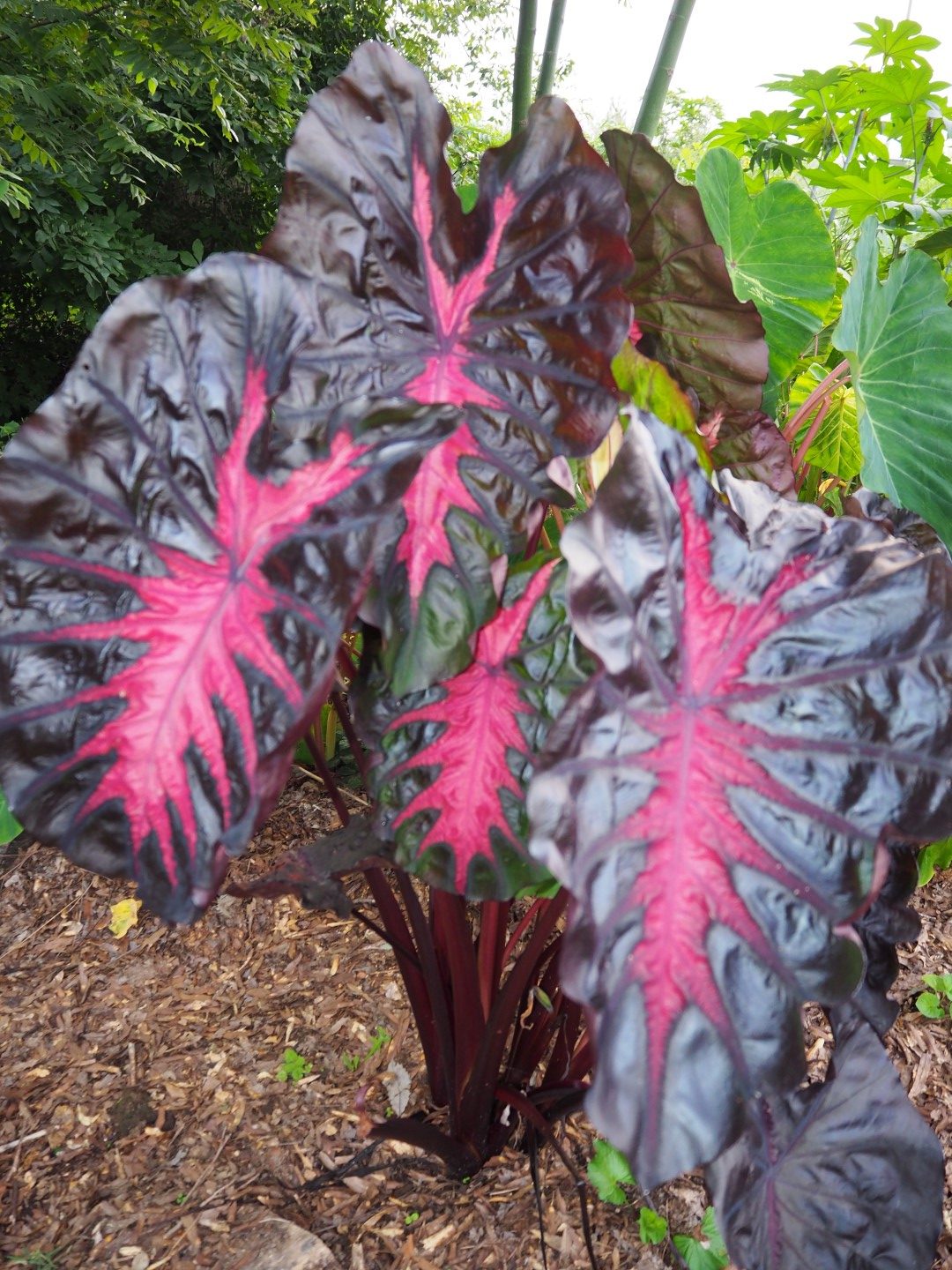 Colocasia Redemption PPAF (First plant ever sold) &ndash; Brian's Botanicals