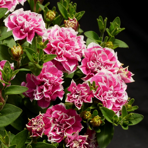 ✨🤩Hot Selling💐Rare Double Petunia Seeds