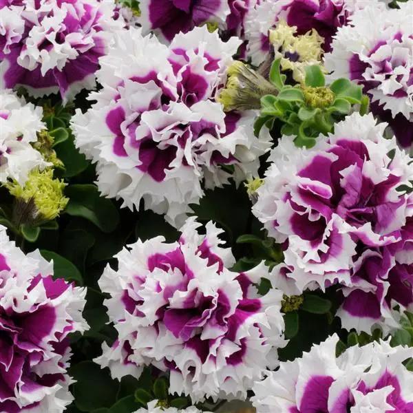 ✨🤩Hot Selling💐Rare Double Petunia Seeds