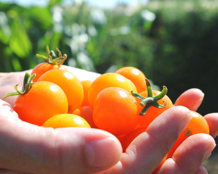 Sun Sugar Hybrid Tomato Seeds — Seeds 'n Such