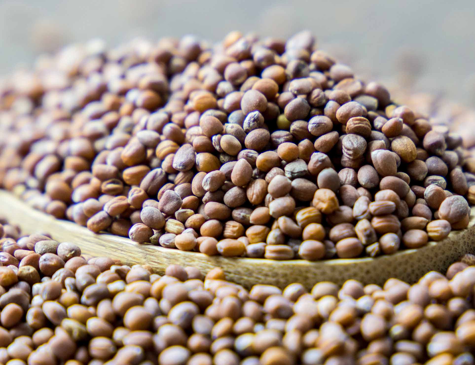 Radish, Radish seeds, Radishes, radish plant, raphanus sativus