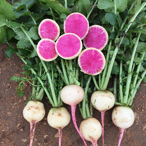 Watermelon Radish - Red Meat (Daikon) - Fairbanks Seeds
