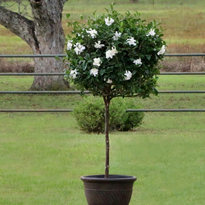 Gardenia Tree (Gardenia jasminoides Aimee) - Fragrant Blooms for Your Garden