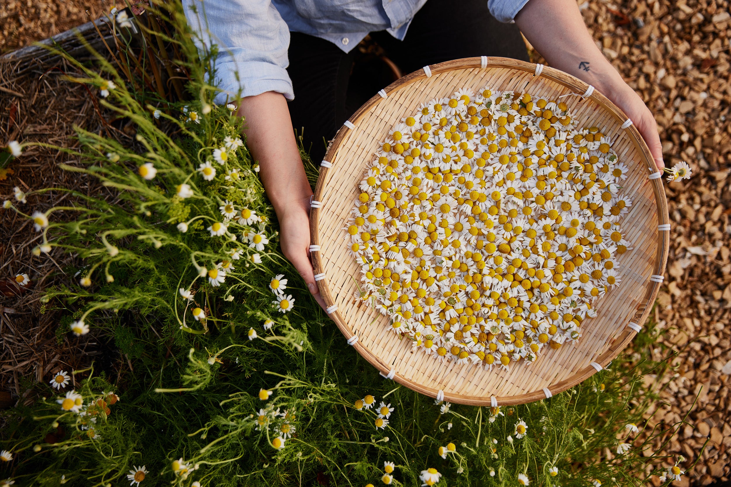 Calming Chamomile: How To Grow, Harvest, Dry And Use, 51% OFF