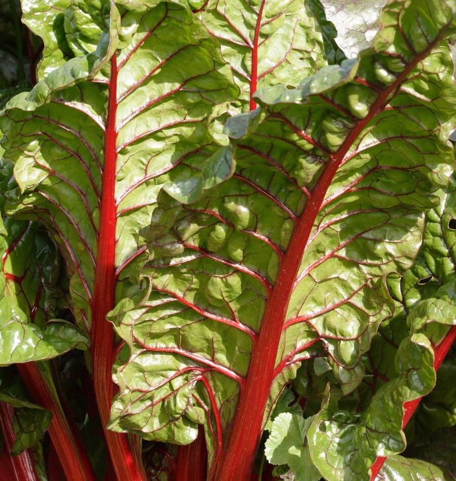 Rhubarb Supreme Organic Swiss Chard Seeds