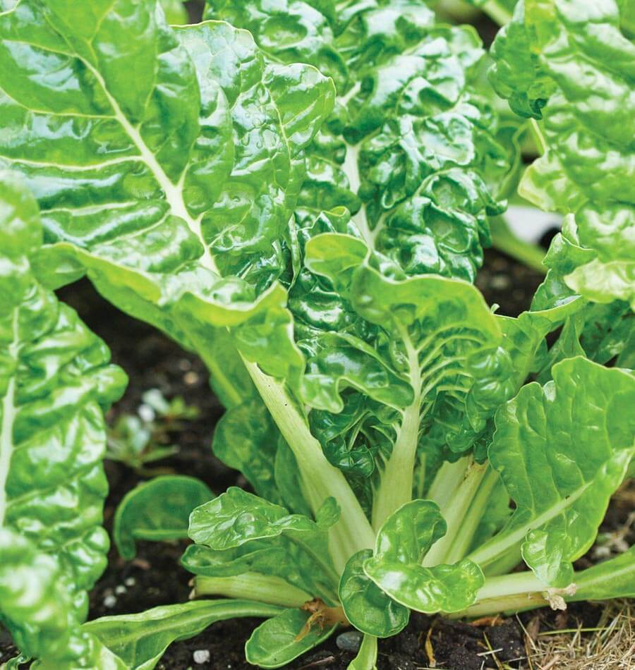 Silverado Swiss Chard Seeds