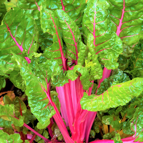 Pink Lipstick Swiss Chard Seeds 