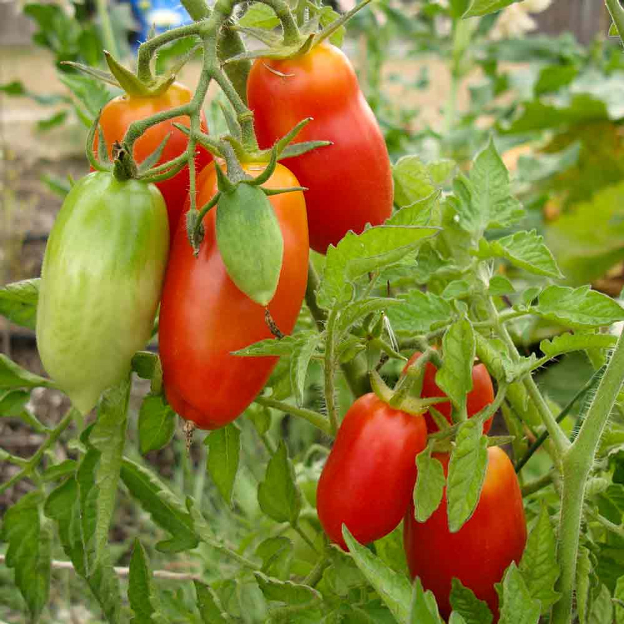 San Marzano Heirloom Tomato Seeds | Terroir Seeds
