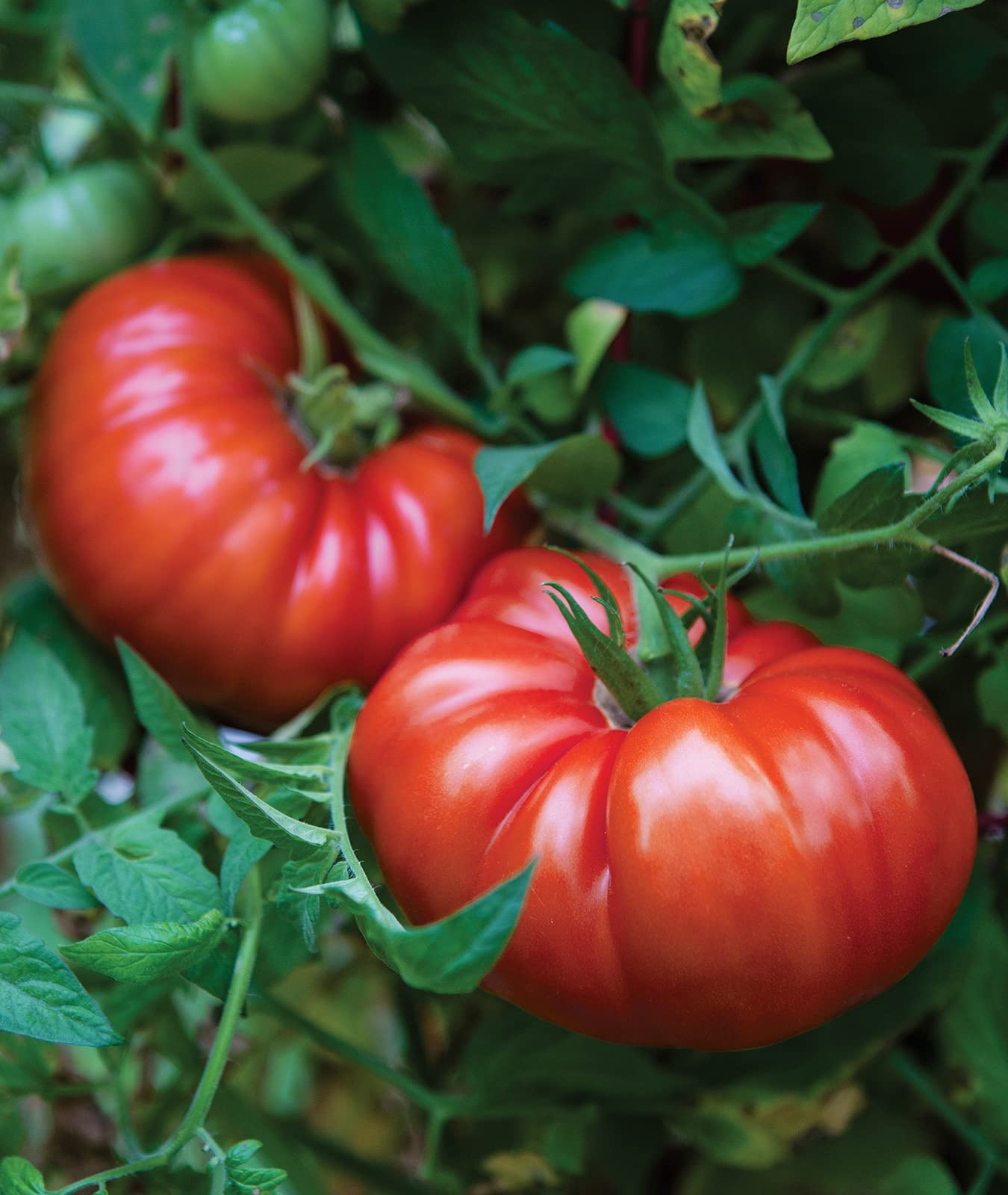 Burpee SteakHouse Hybrid Non-GMO Large Beefsteak Garden Produces Giant 3 LB Fresh Tomato Seeds