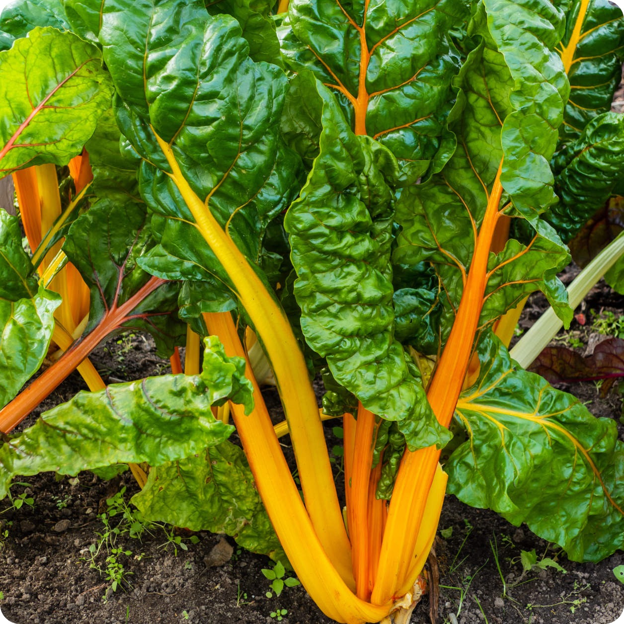 Heart of Gold Organic Swiss Chard Seeds