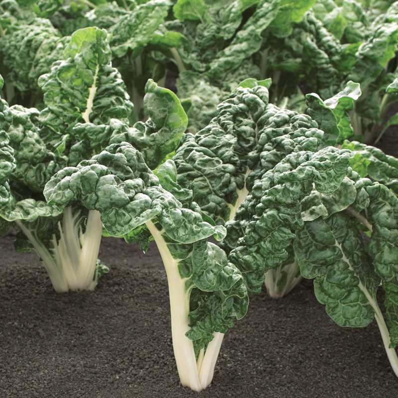 Silverado Swiss Chard Seeds