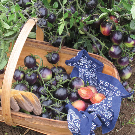 Indigo™ Rose Tomato Seed | Territorial Seed