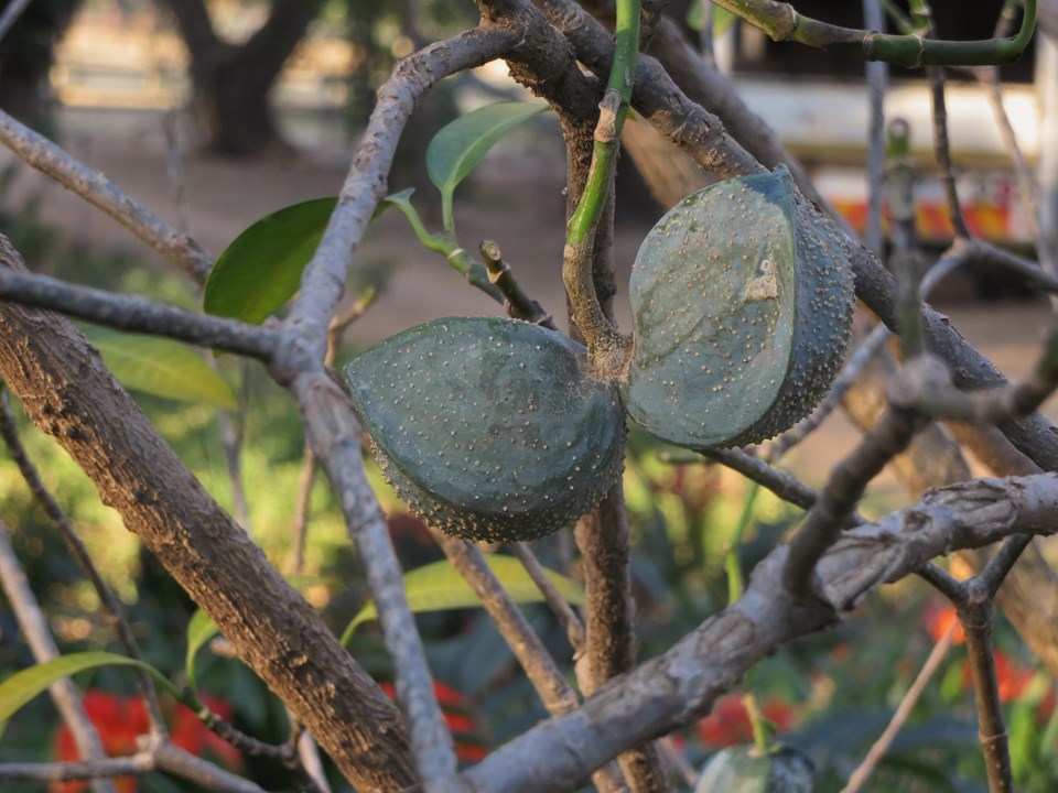 🌳Early Spring Planting Plan🌳Toad Tree Seeds🐸